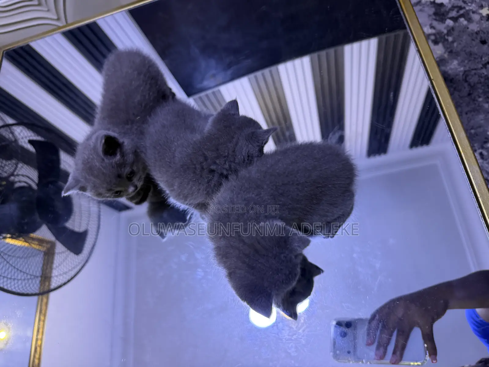 1-3 months Male Purebred British Shorthair