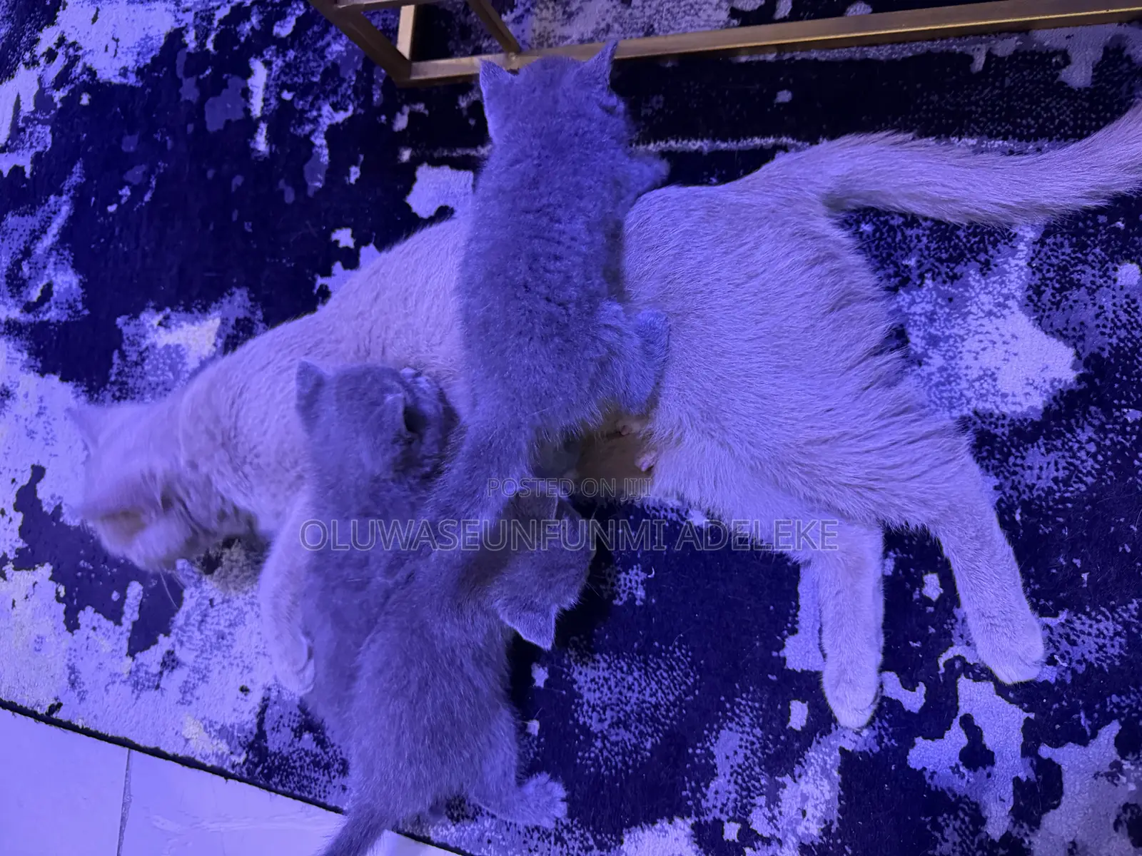 1-3 months Male Purebred British Shorthair