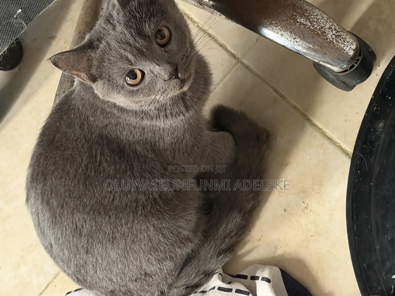 1-3 months Male Purebred British Shorthair
