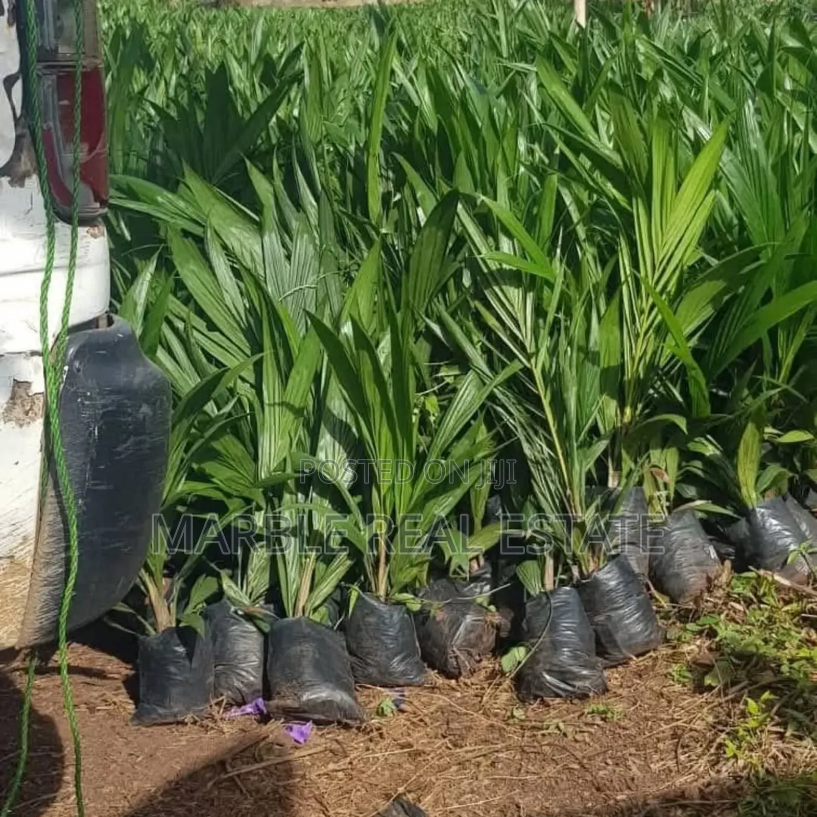 Own Palm Plantations in Acres
