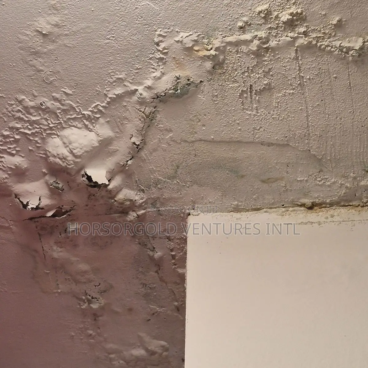 Damp and Paint Defects