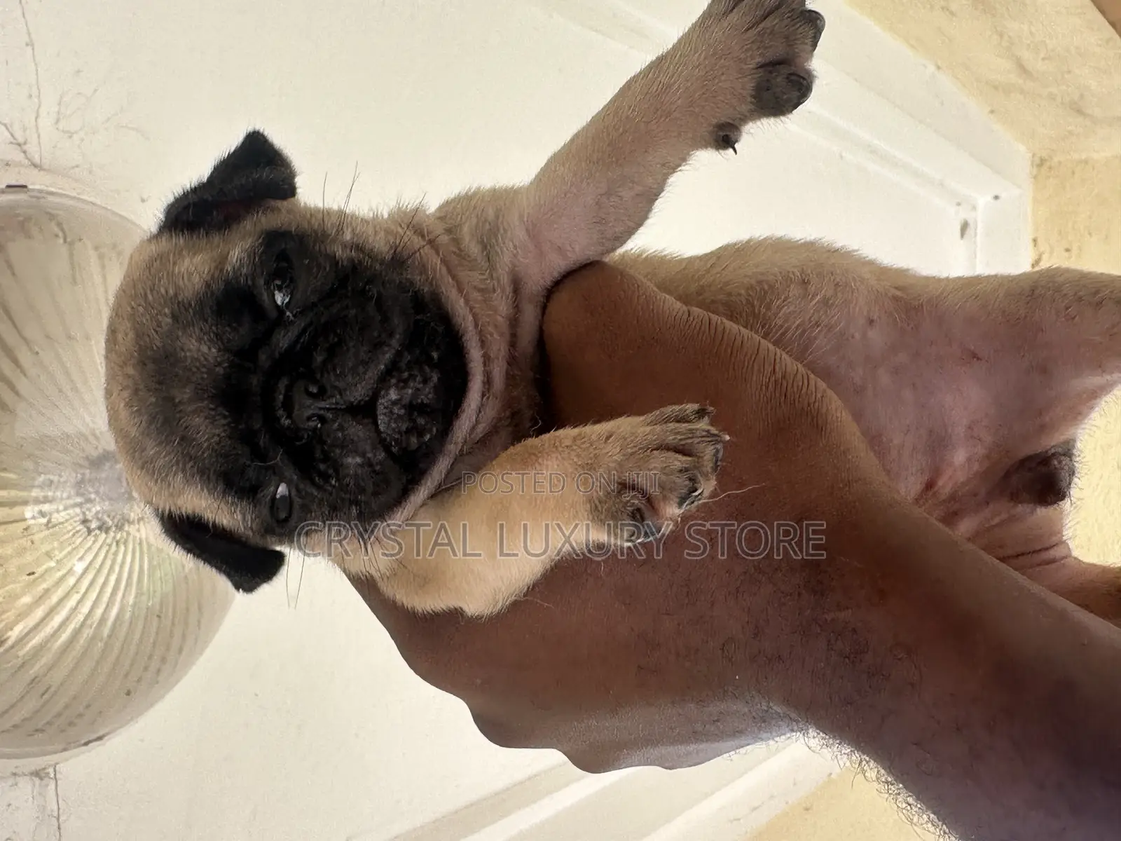1-3 months Female Purebred Pug