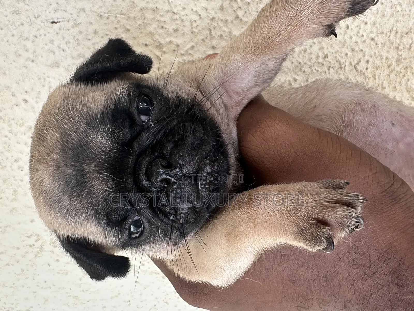 1-3 months Female Purebred Pug