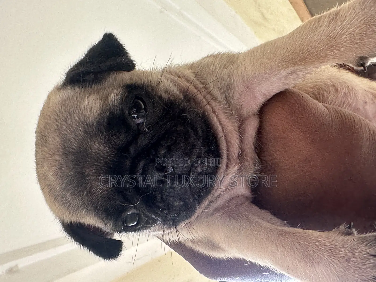 1-3 months Female Purebred Pug