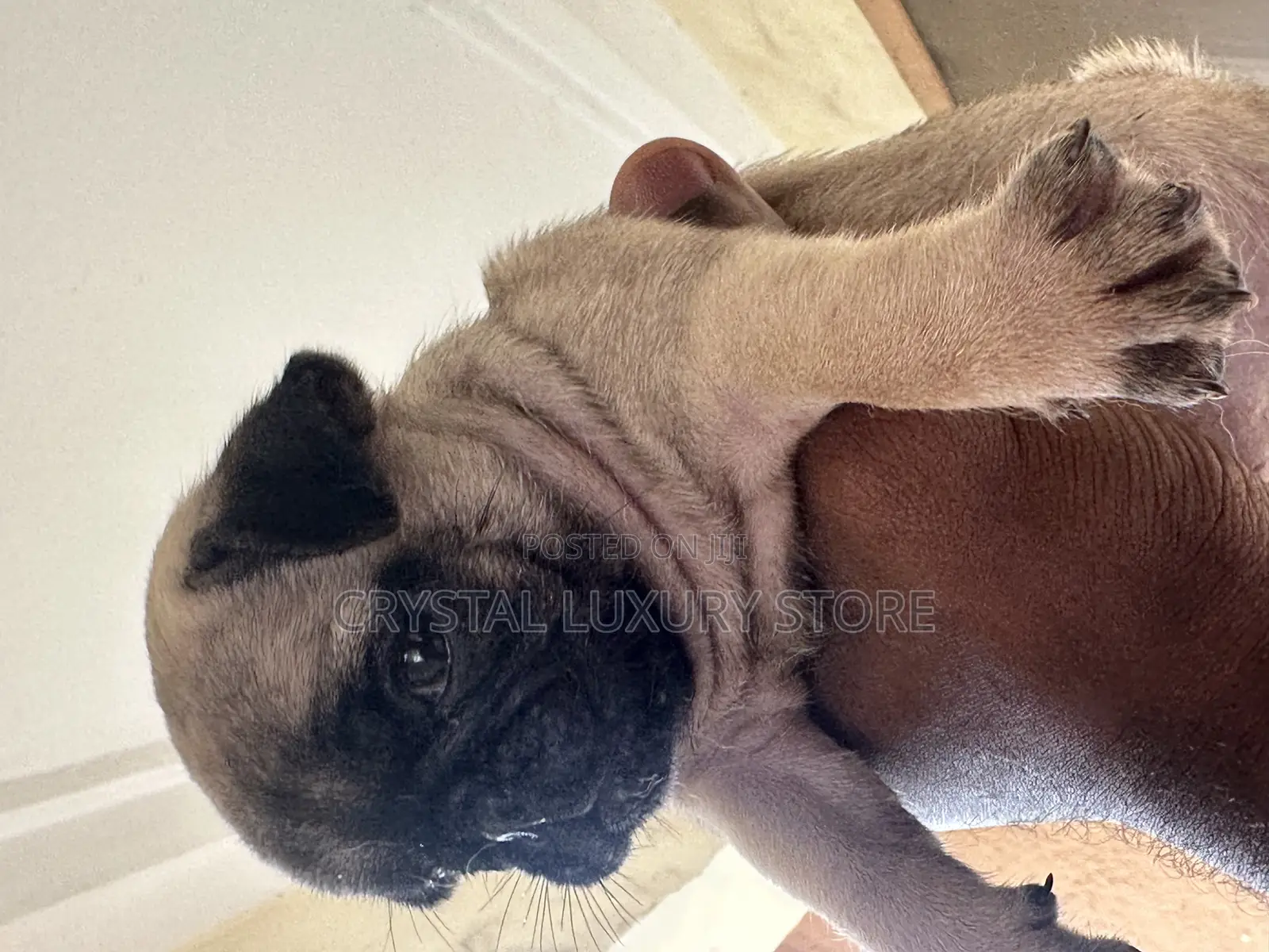 1-3 months Female Purebred Pug