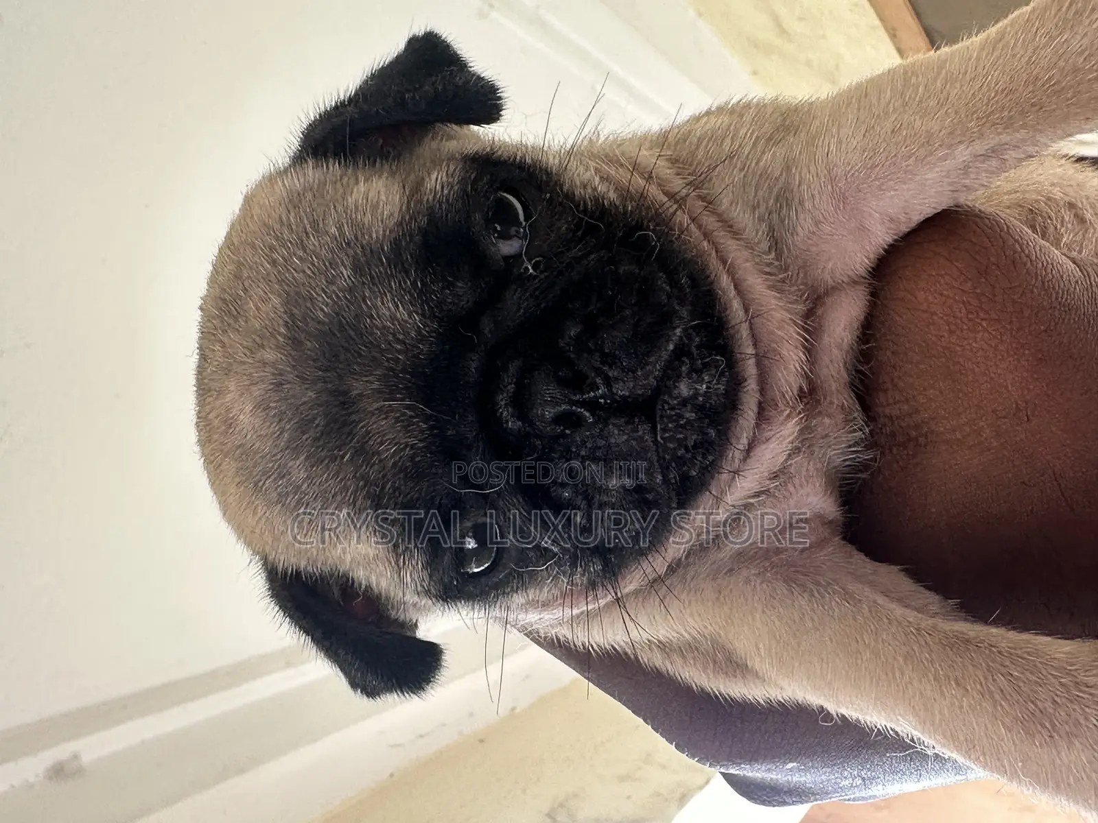 1-3 months Female Purebred Pug