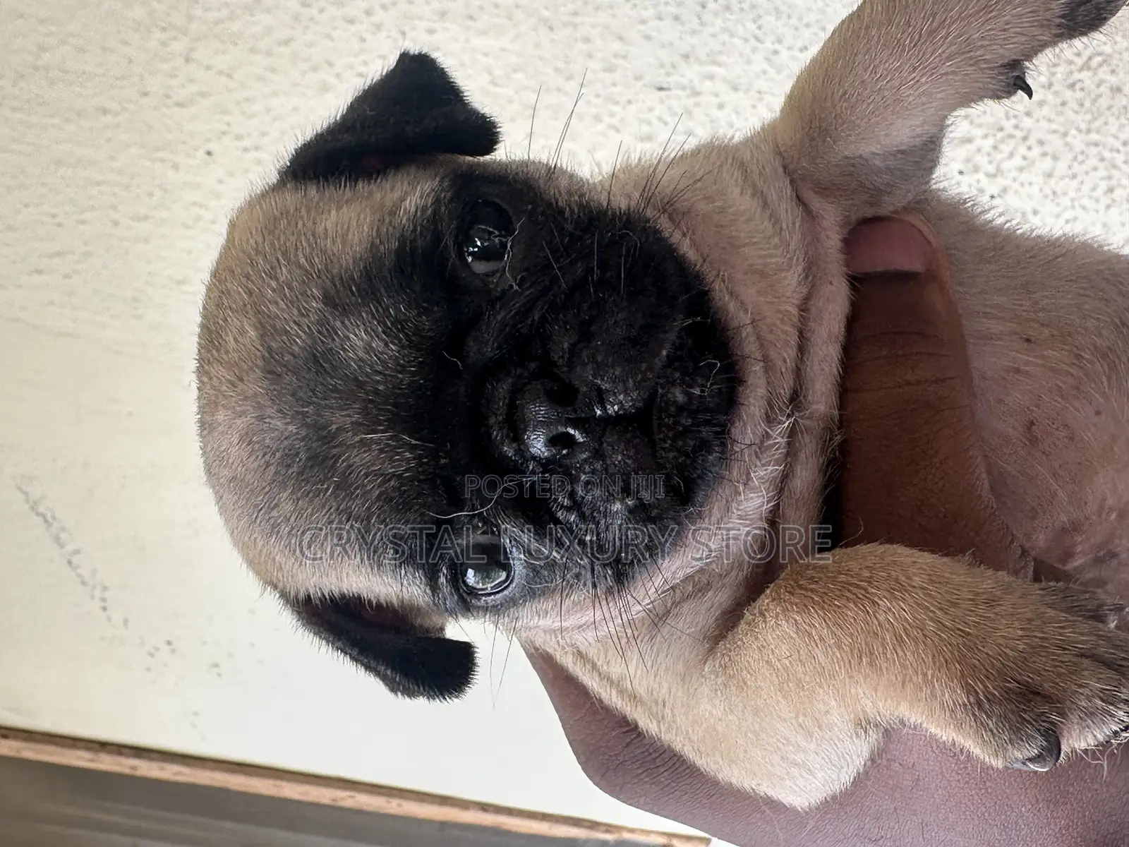 1-3 months Female Purebred Pug