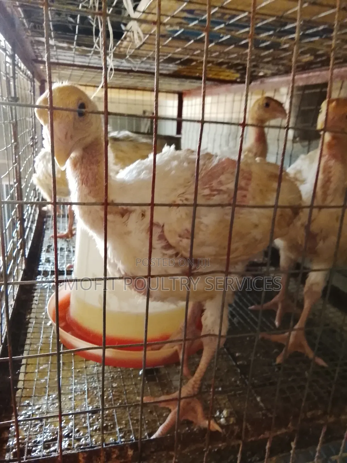 5 Weeks(Foreign Turkeys) Imported