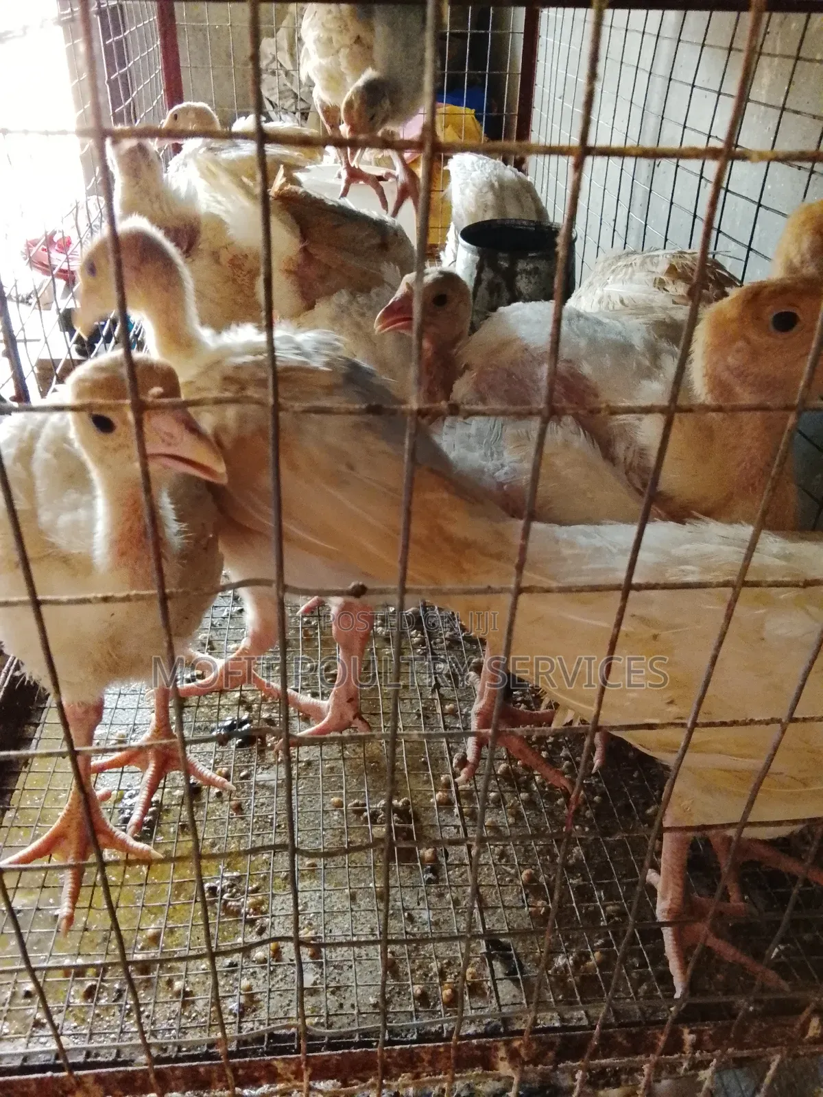 5 Weeks(Foreign Turkeys) Imported