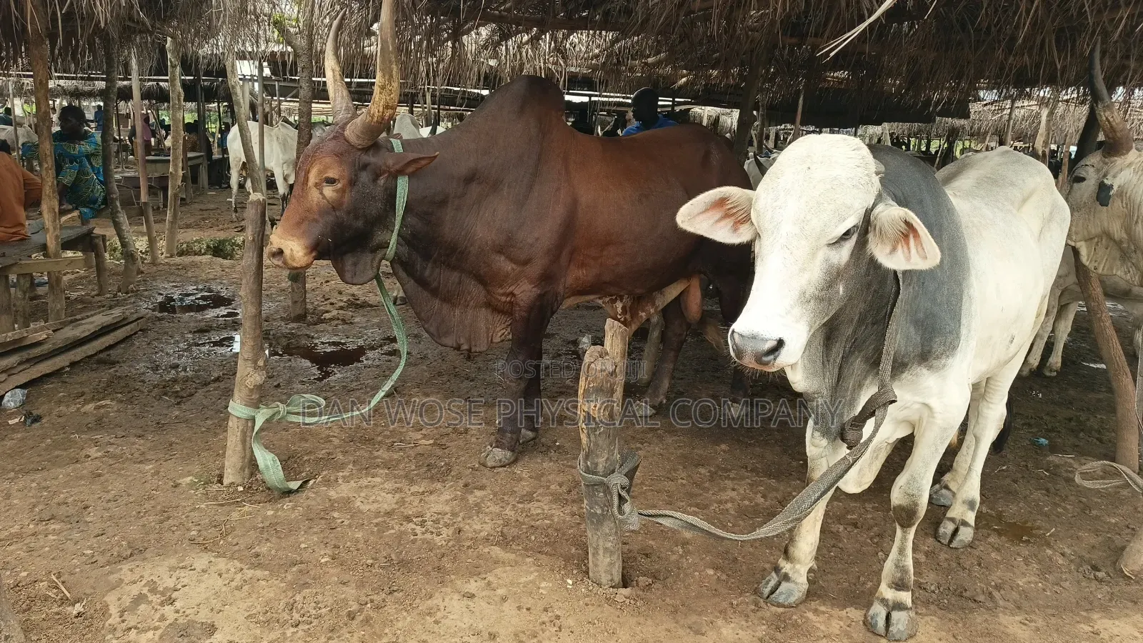Cow Slaughter Kg/Slot
