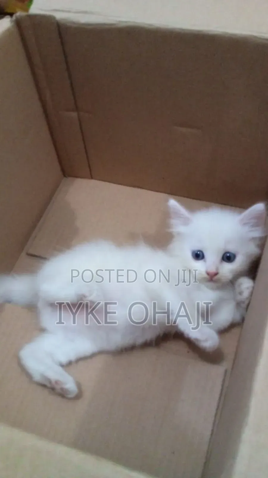 1-3 months Female Purebred Persian