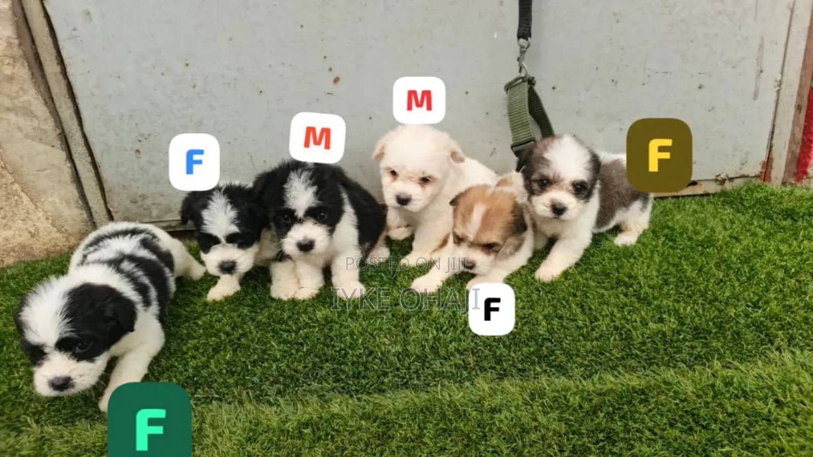 1-3 months Female Purebred Lhasa Apso