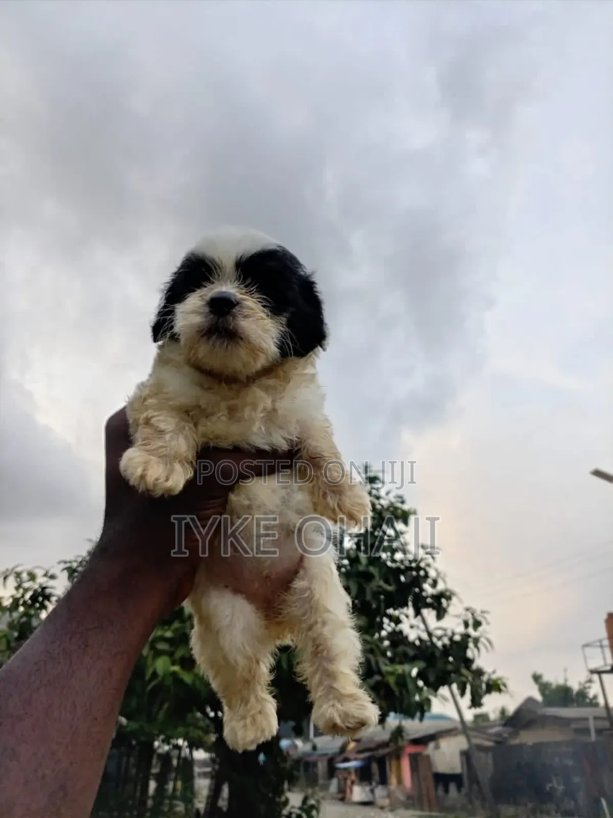 1-3 months Female Purebred Lhasa Apso