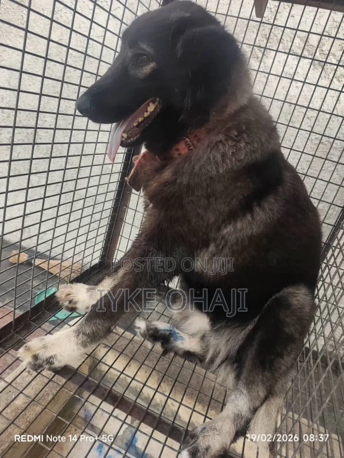 1+ year Female Purebred Caucasian Shepherd