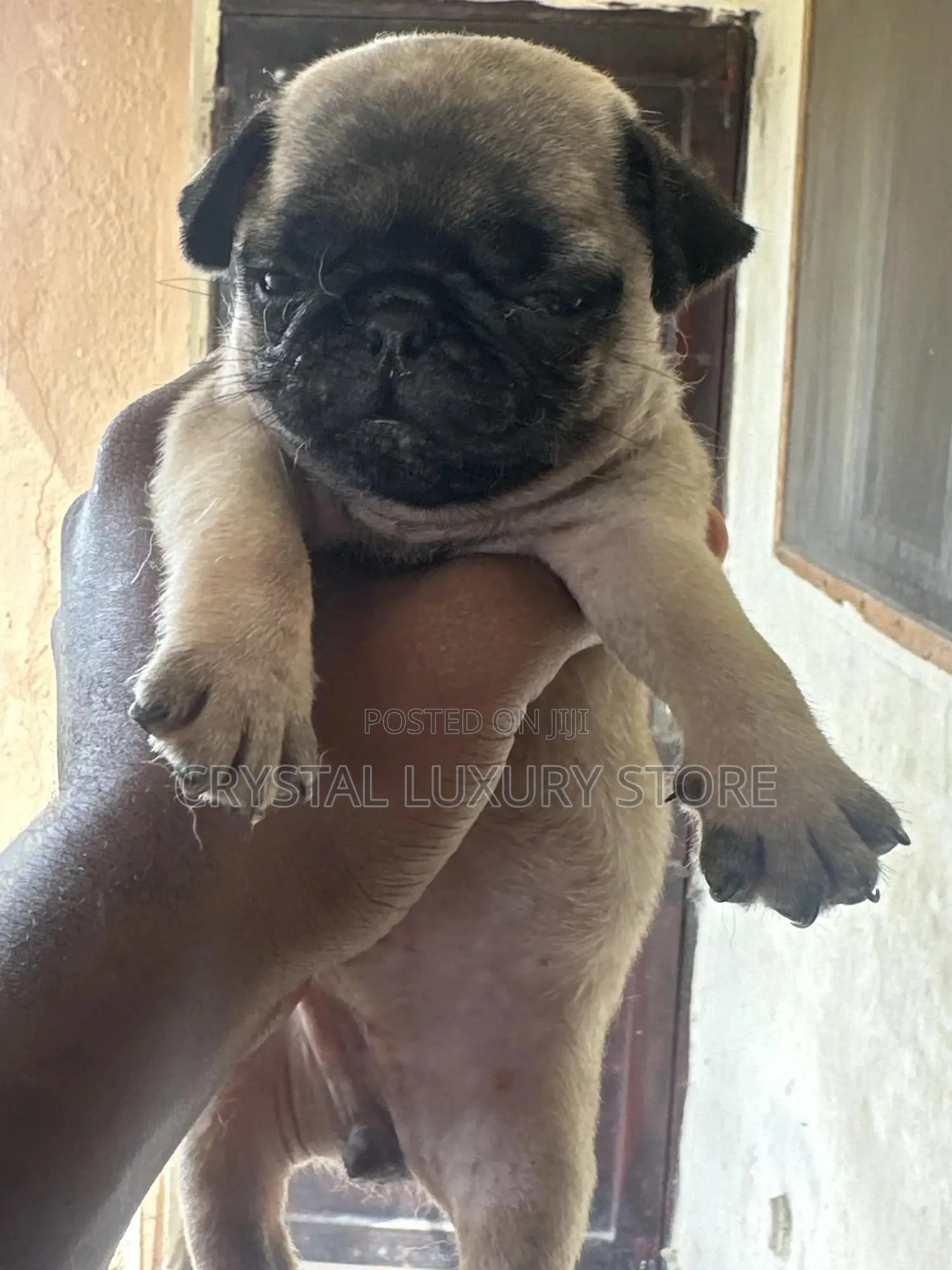 1-3 months Female Purebred Pug
