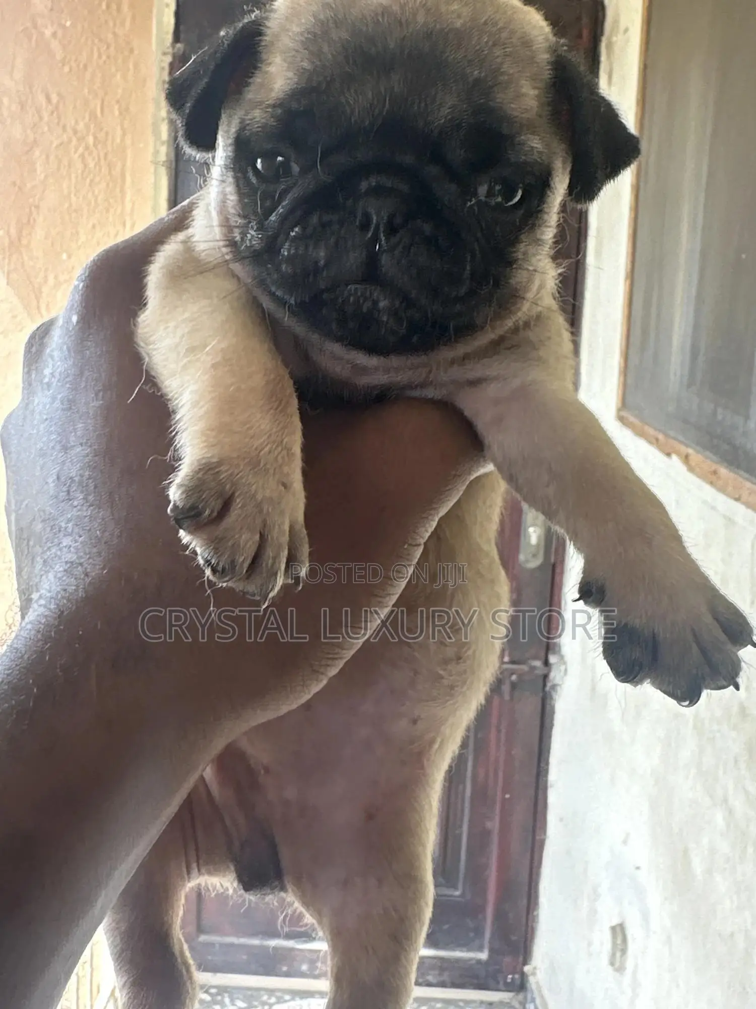 1-3 months Female Purebred Pug