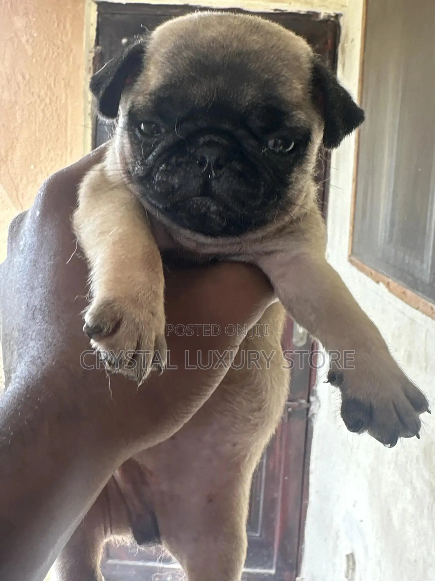 1-3 months Female Purebred Pug