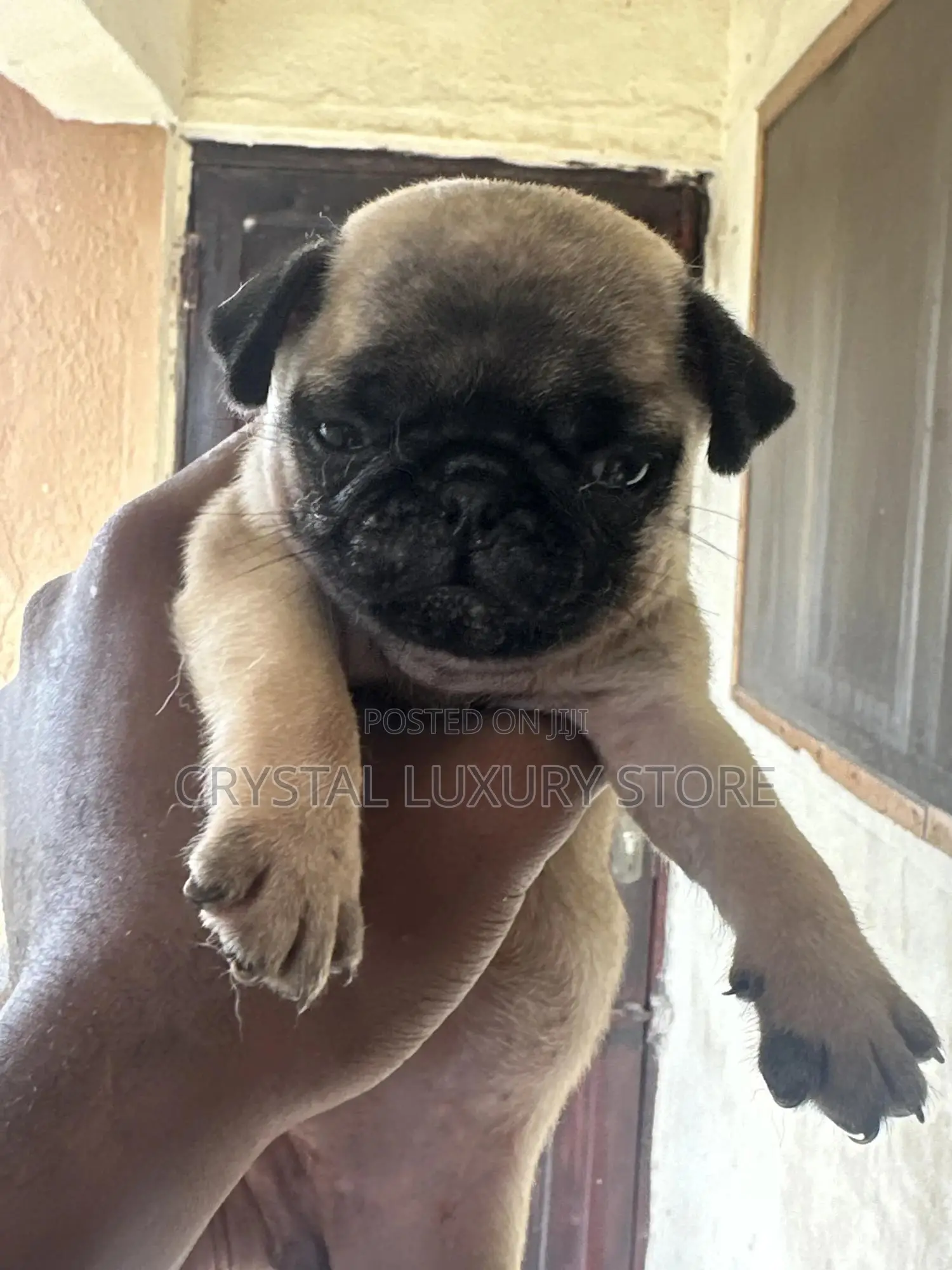 1-3 months Female Purebred Pug
