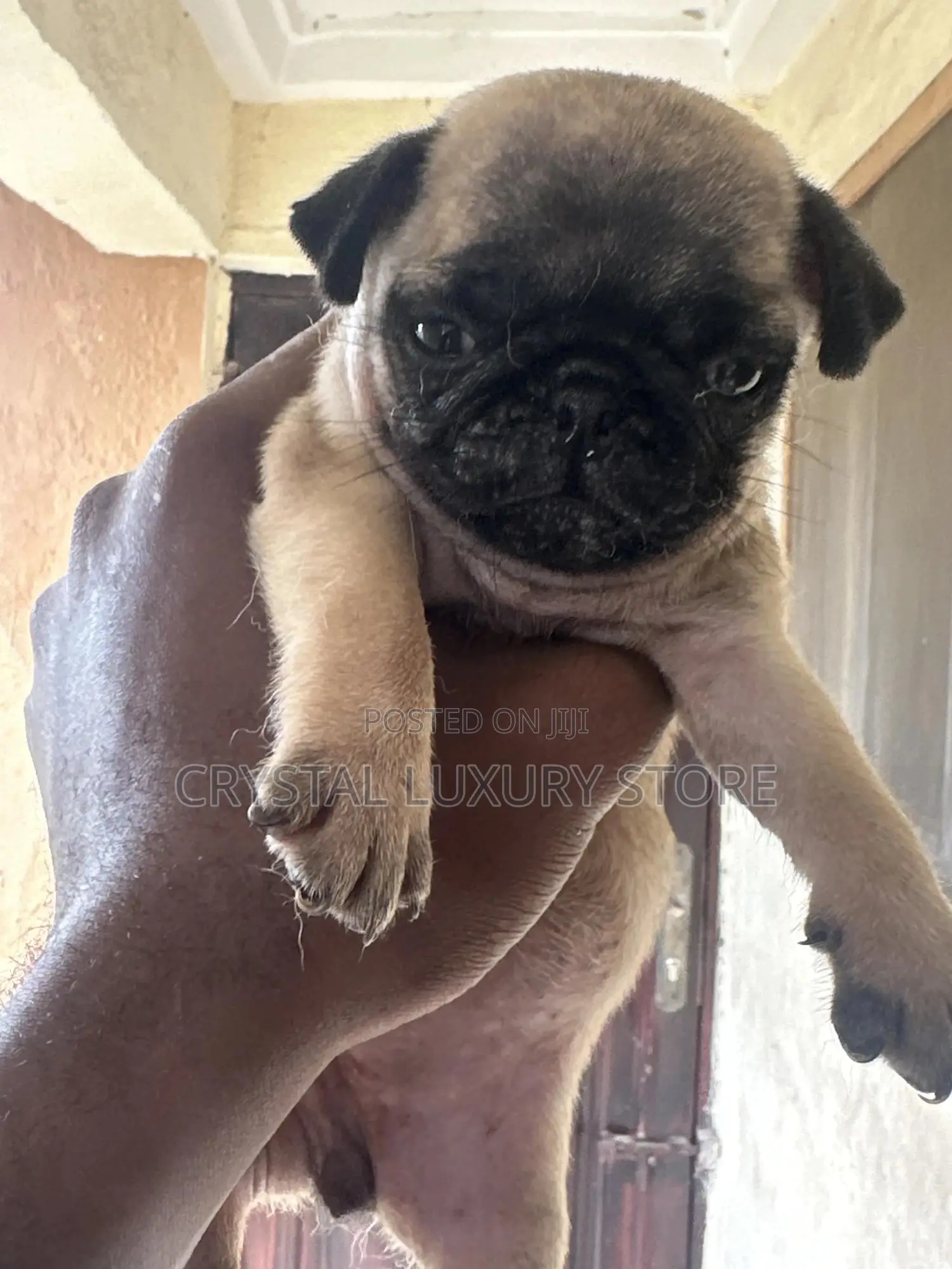 1-3 months Female Purebred Pug