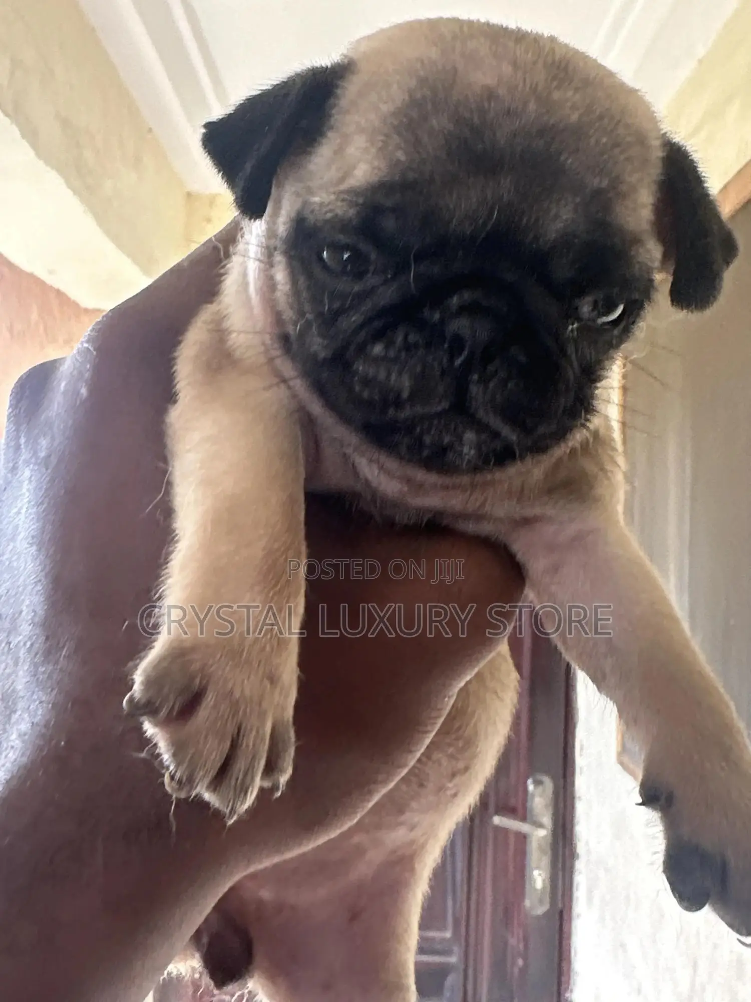 1-3 months Female Purebred Pug
