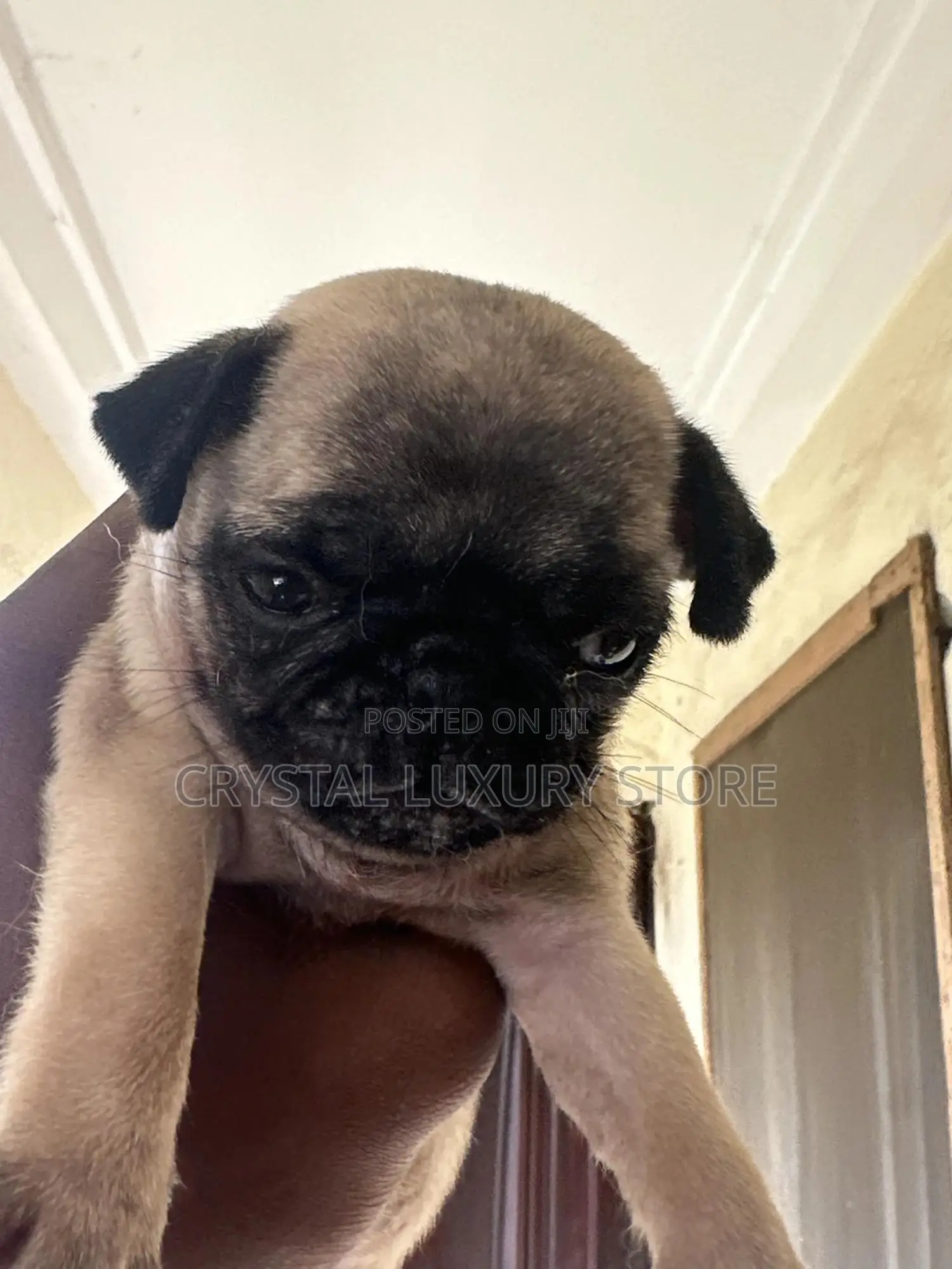 1-3 months Female Purebred Pug