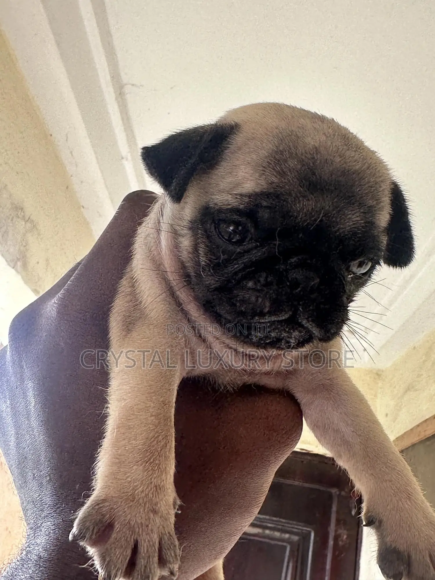 1-3 months Female Purebred Pug