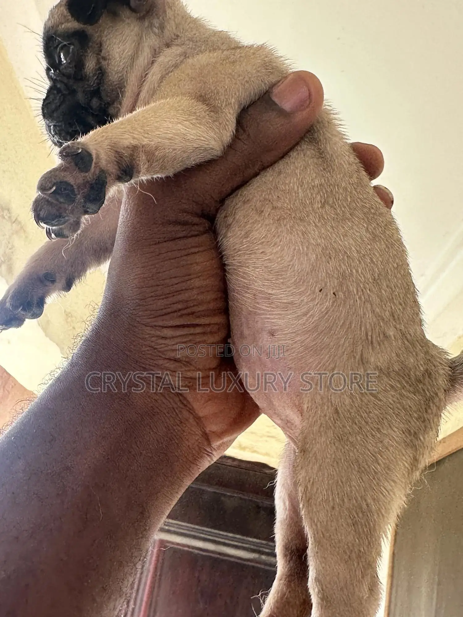1-3 months Female Purebred Pug