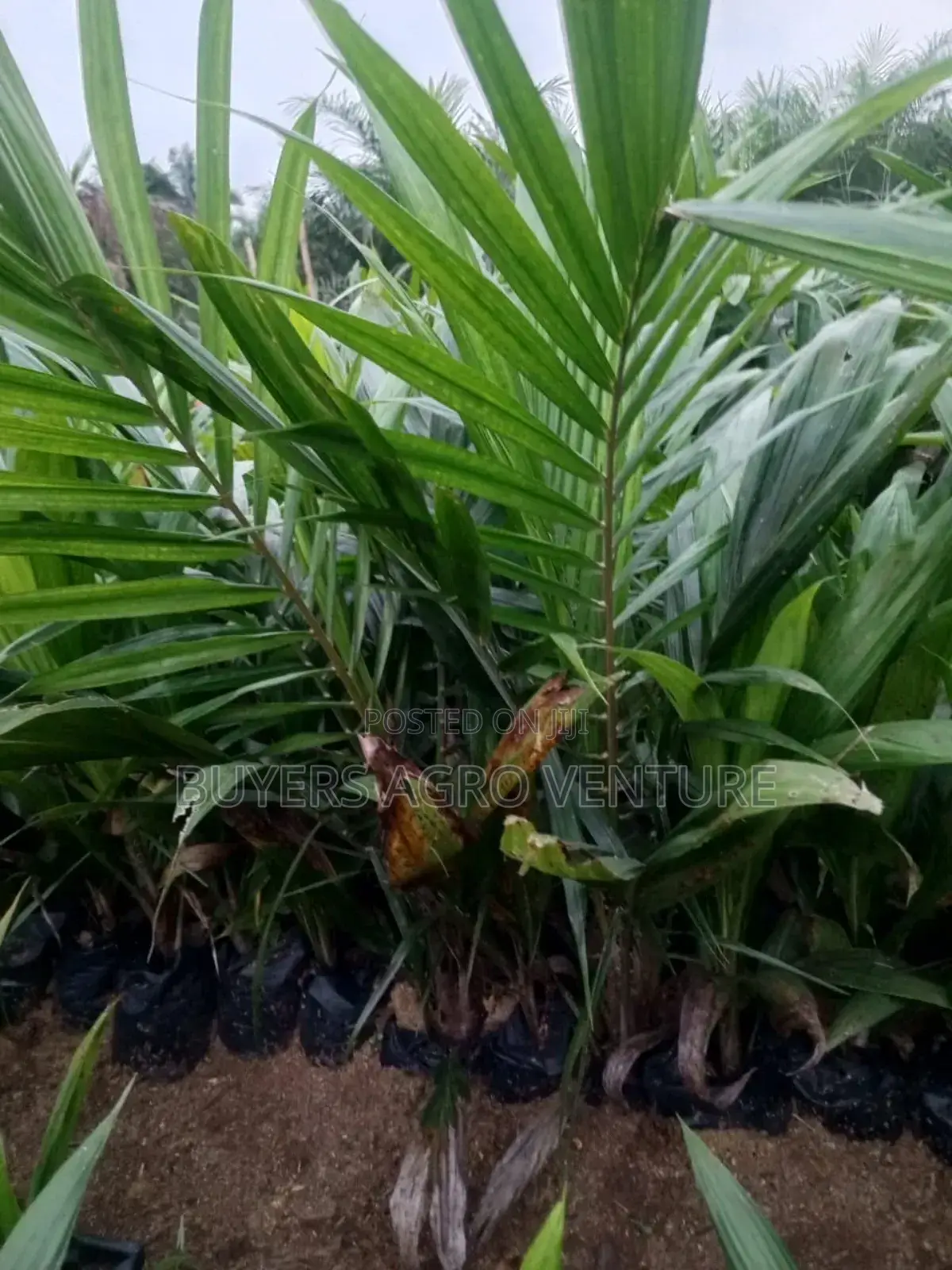Supergen Malaysia Seedlings Coconut