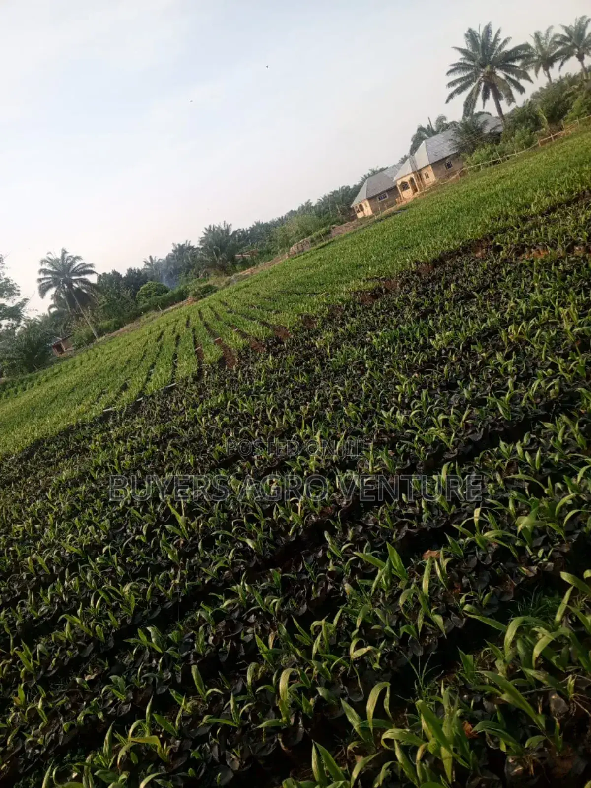 Supergen Malaysia Seedlings Coconut