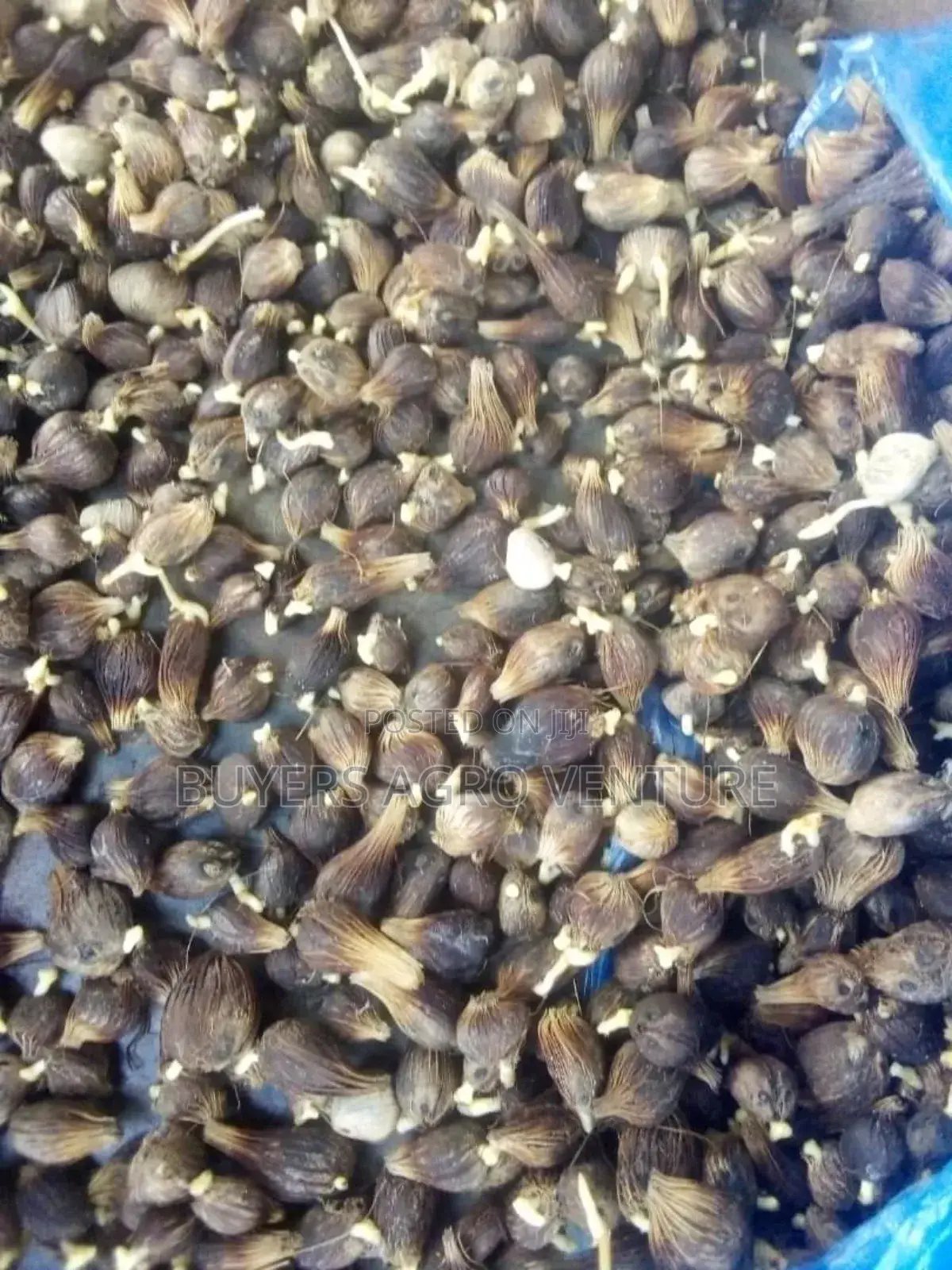 Supergen Malaysia Seedlings Coconut