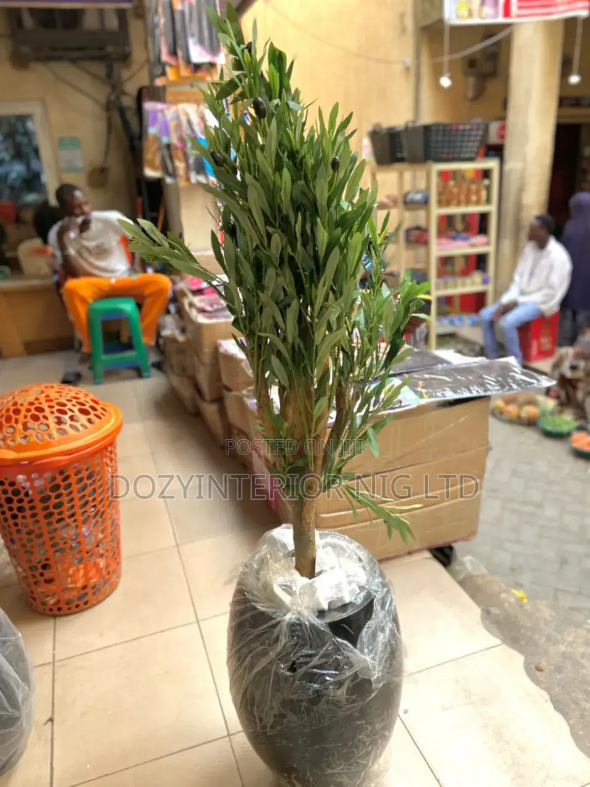 Olive Tree With Fiber Pot