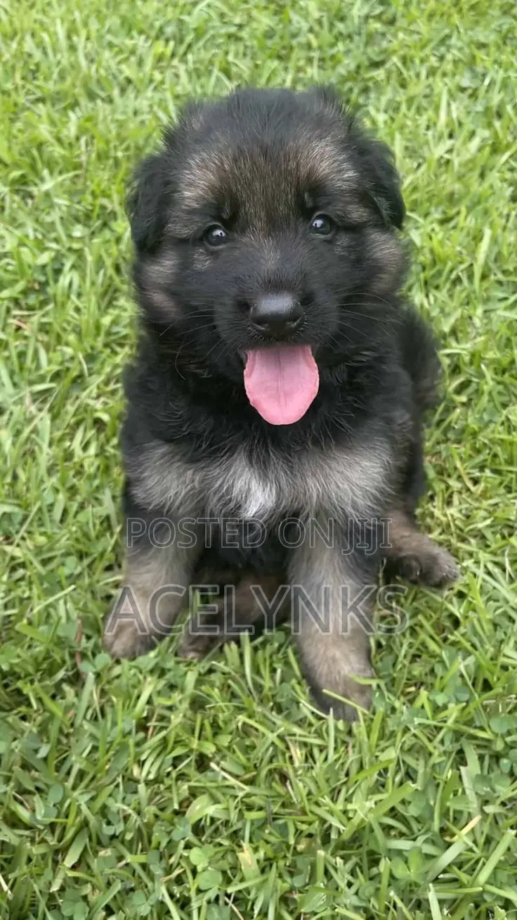 1-3 months Female Purebred German Shepherd