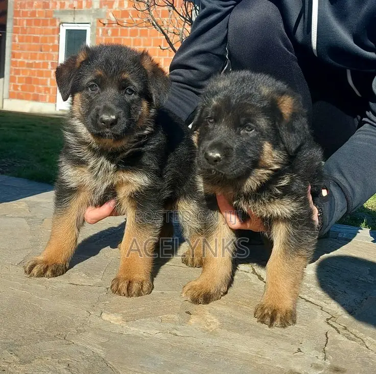 1-3 months Female Purebred German Shepherd