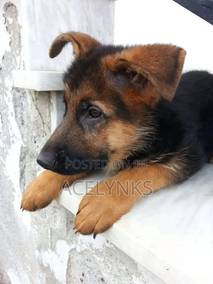 1-3 months Female Purebred German Shepherd