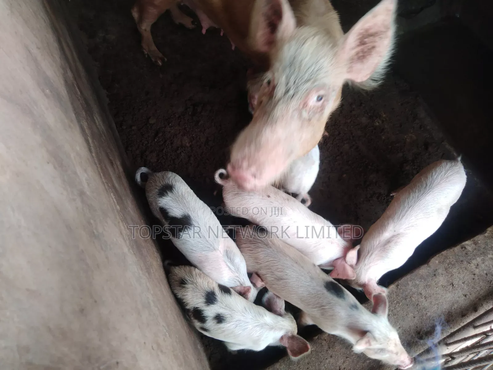 Premium Large White Weaners – Healthy, Fast Growing High Profit!