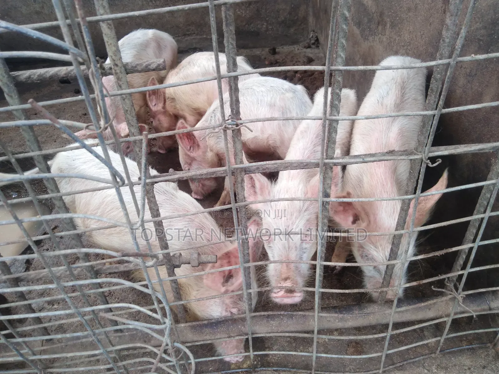 Premium Large White Weaners – Healthy, Fast Growing High Profit!