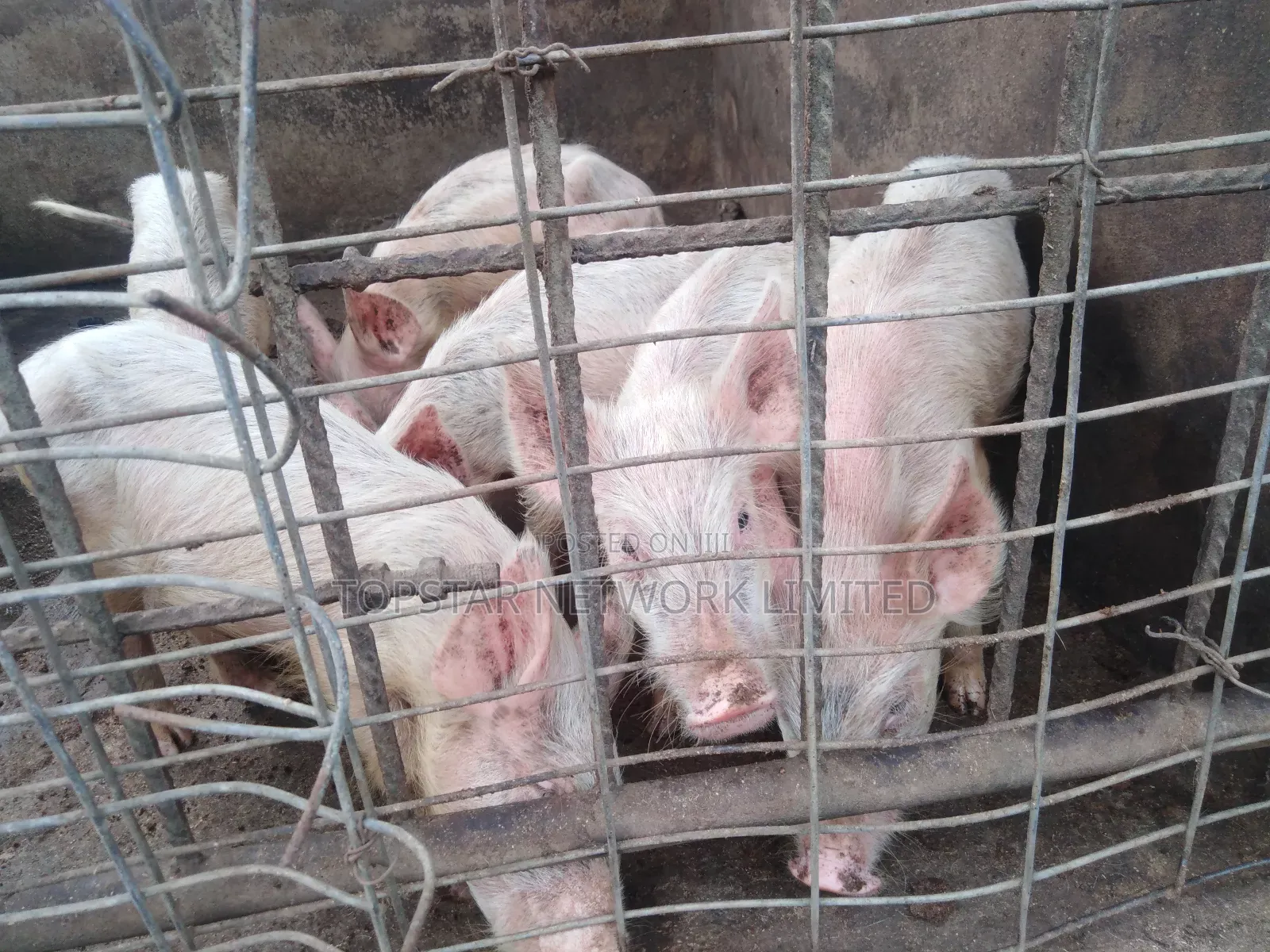 Premium Large White Weaners – Healthy, Fast Growing High Profit!