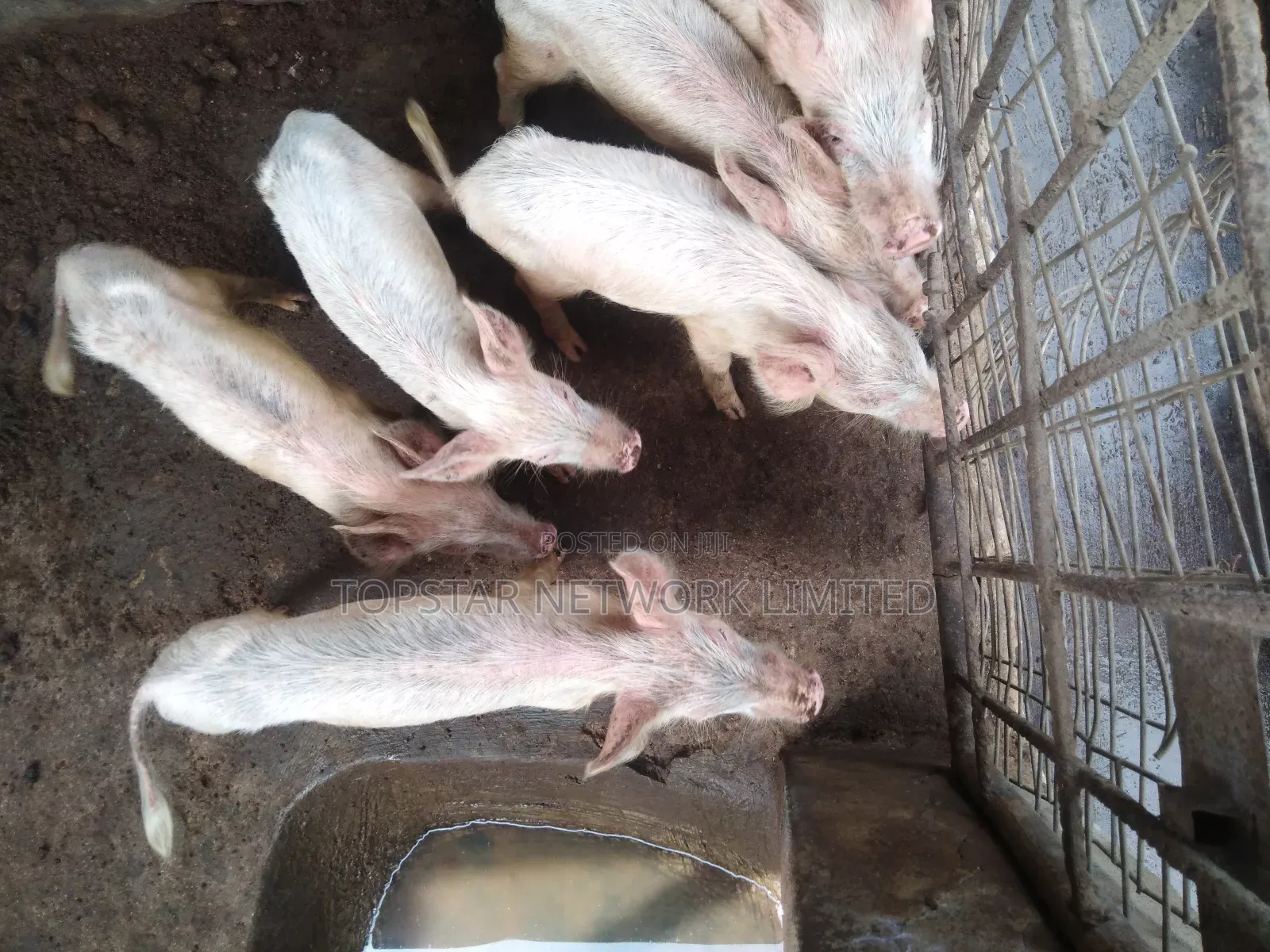Premium Large White Weaners – Healthy, Fast Growing High Profit!