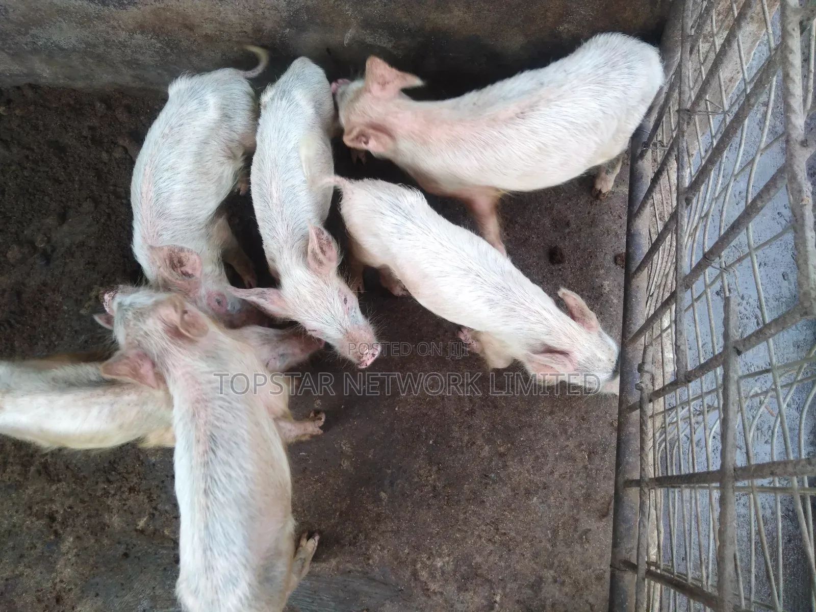 Premium Large White Weaners – Healthy, Fast Growing High Profit!