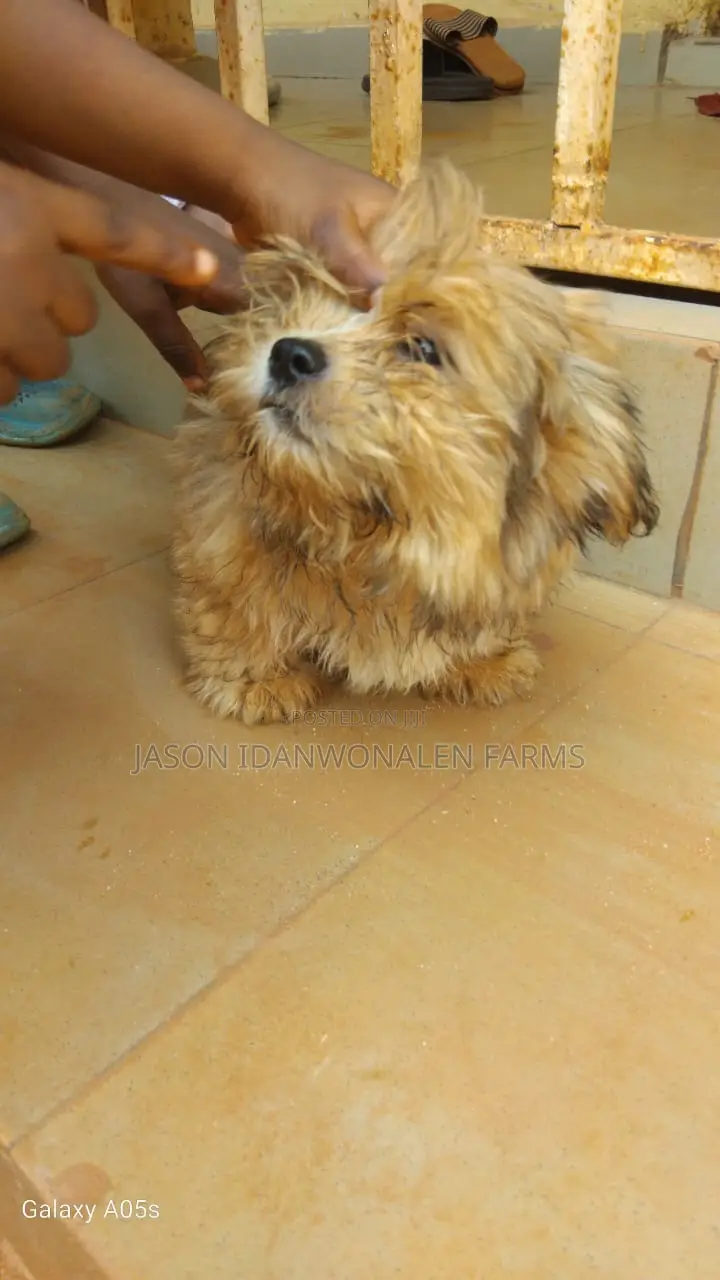 1-3 months Female Purebred Lhasa Apso