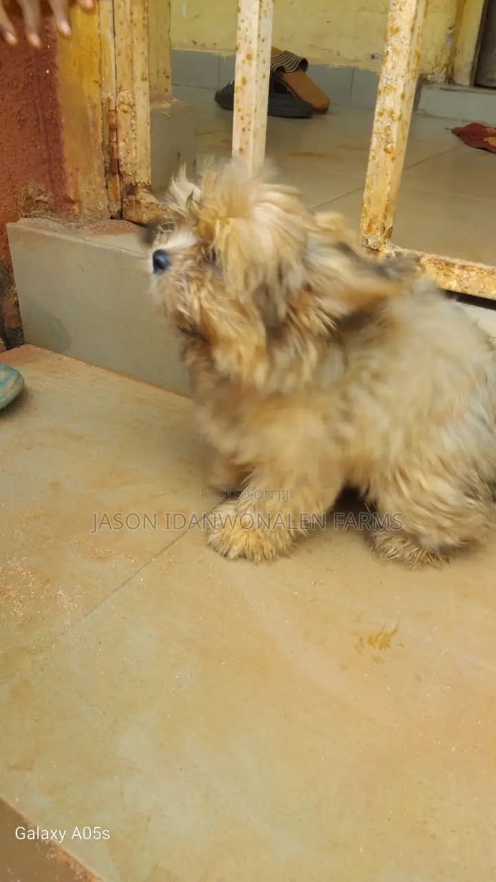 1-3 months Female Purebred Lhasa Apso