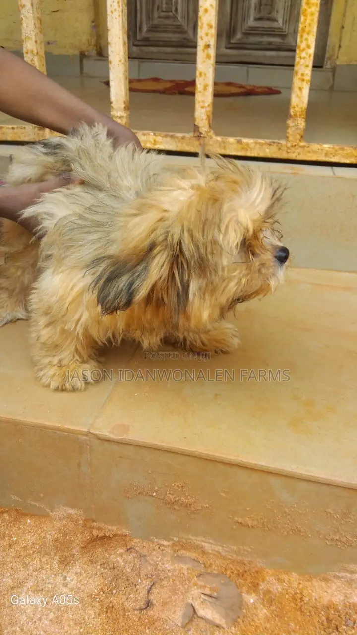 1-3 months Female Purebred Lhasa Apso