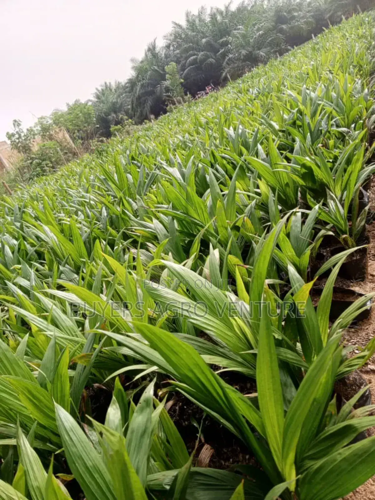 Seedlings Palm Trees Ready to Transplant