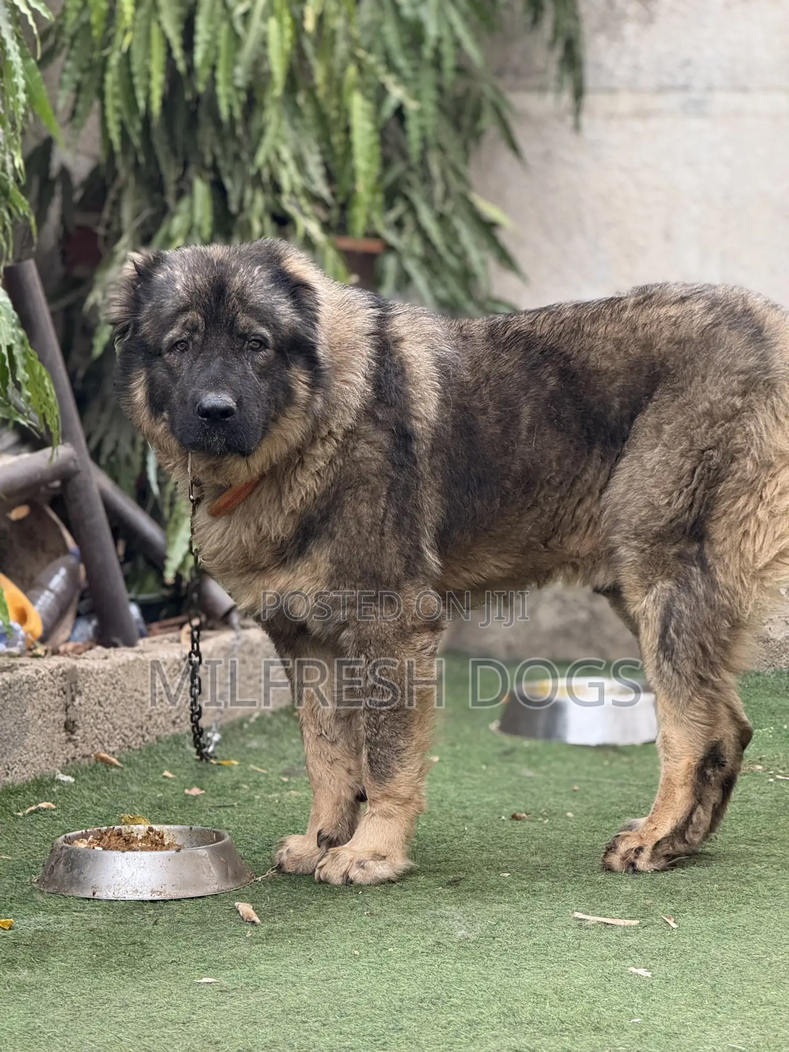 6-12 months Male Purebred Caucasian Shepherd