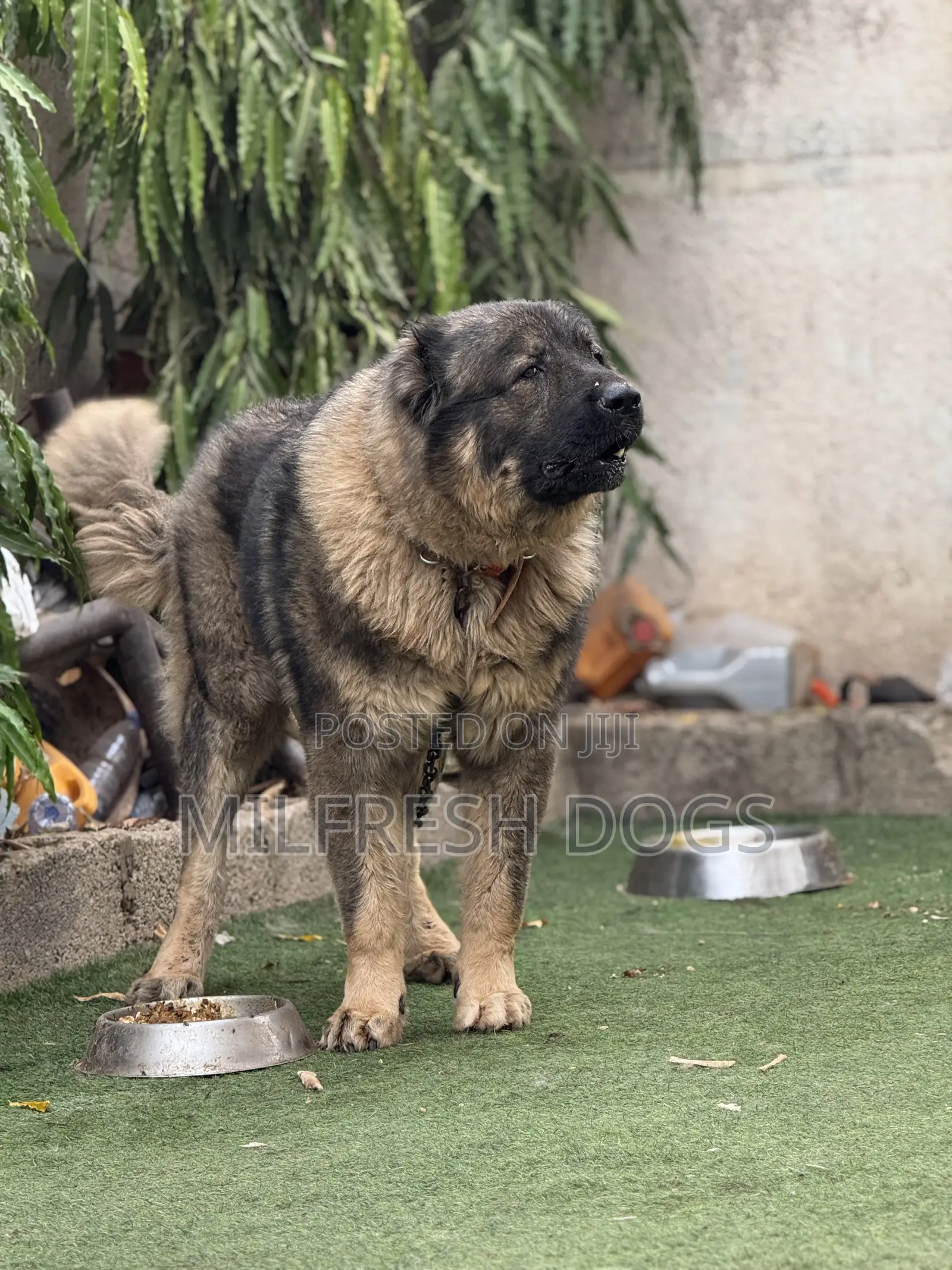 6-12 months Male Purebred Caucasian Shepherd