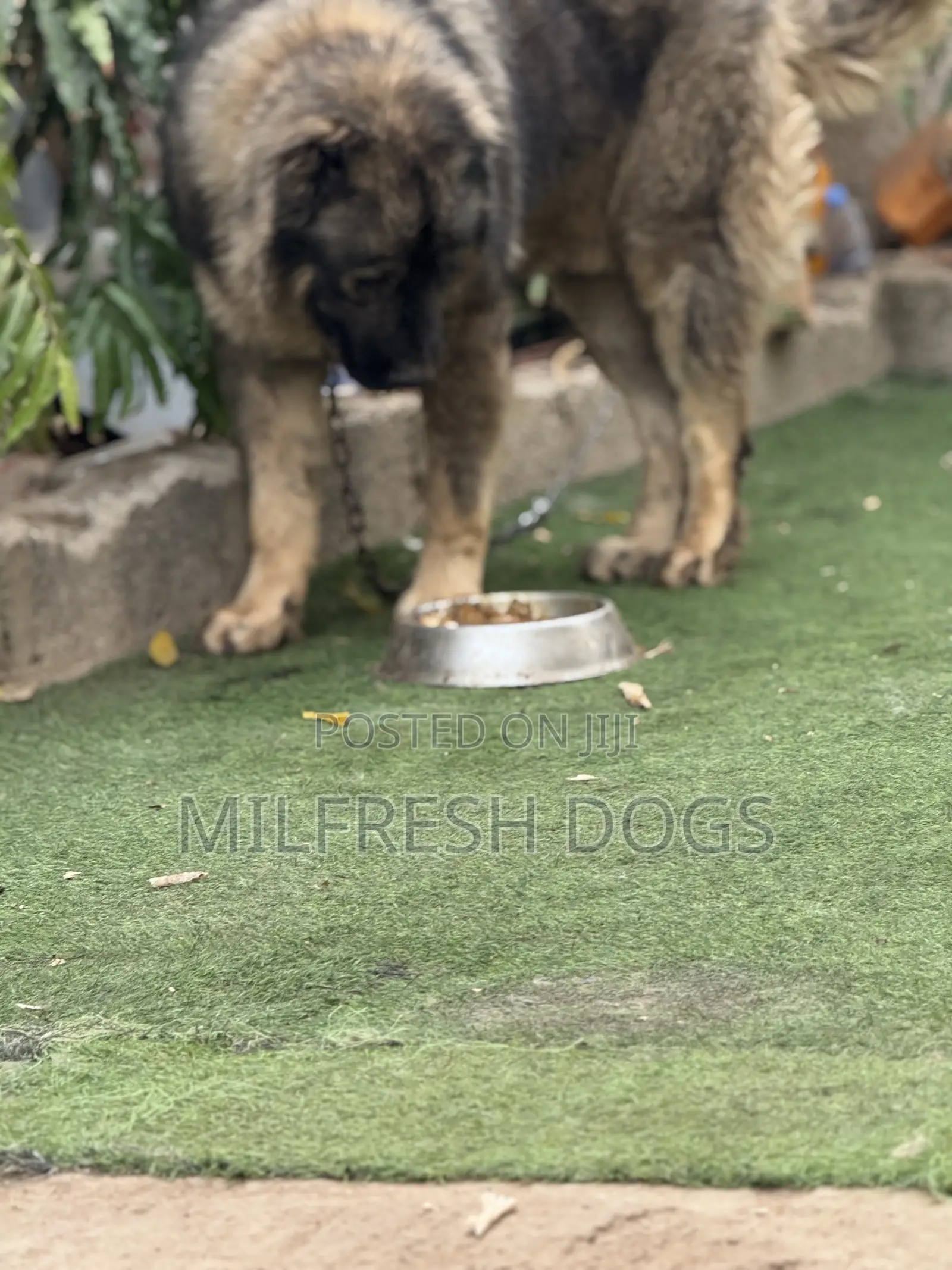 6-12 months Male Purebred Caucasian Shepherd