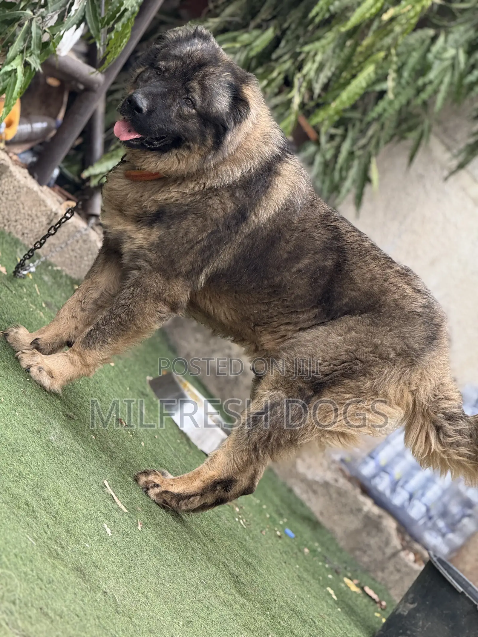 6-12 months Male Purebred Caucasian Shepherd