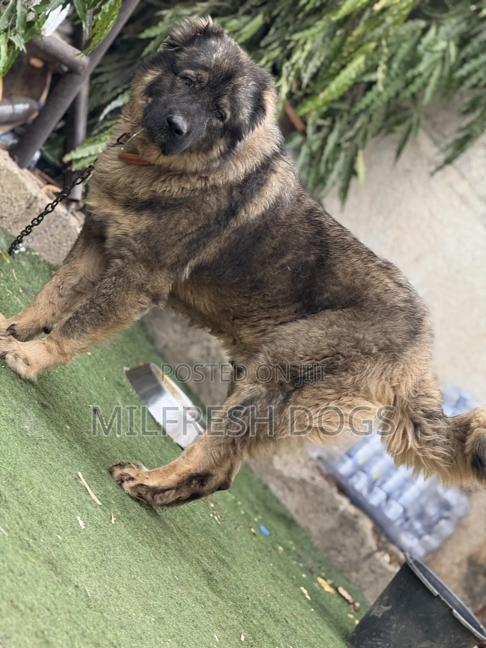 6-12 months Male Purebred Caucasian Shepherd
