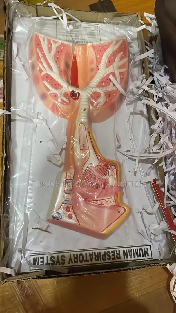 Human Respiratory System Model