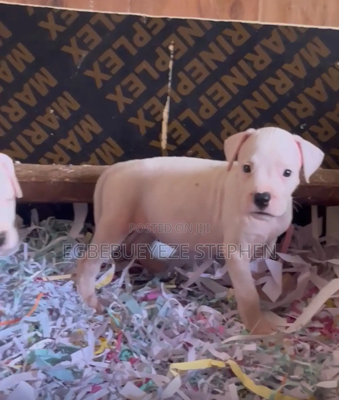 1-3 months Female Purebred Dogo Argentino